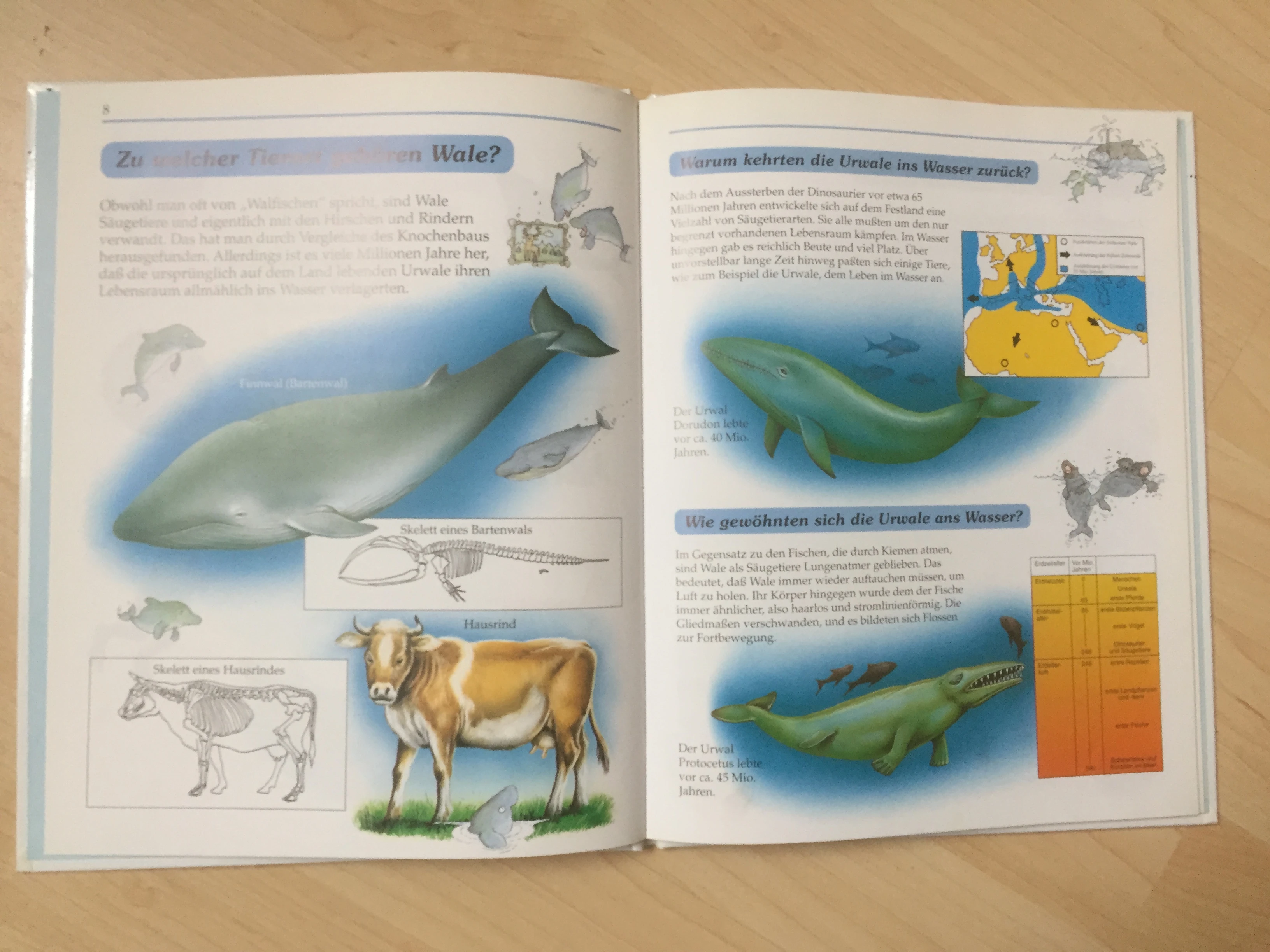 keine Beschreibung vorhanden