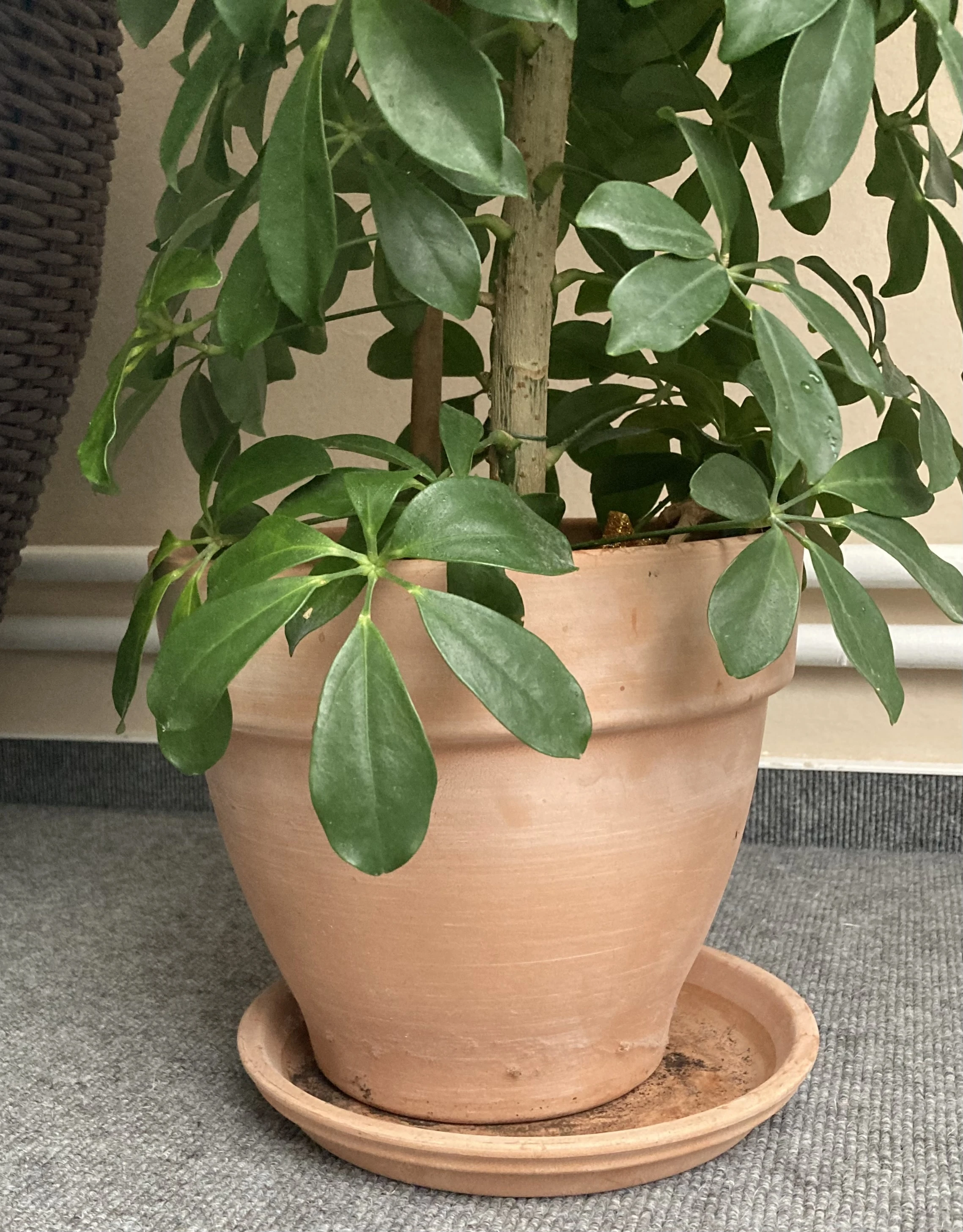 keine Beschreibung vorhanden