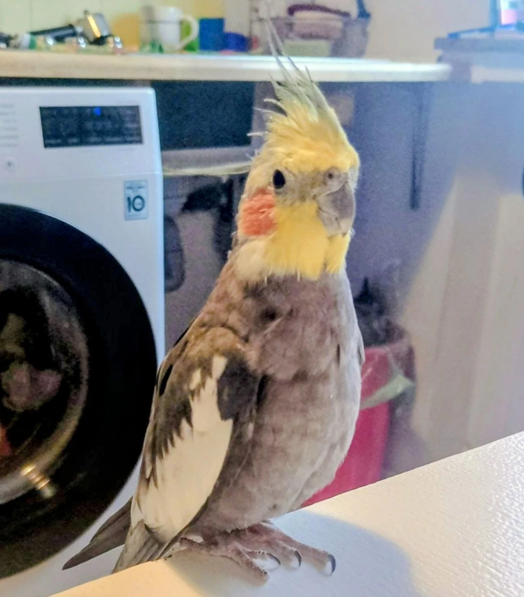 keine Beschreibung vorhanden