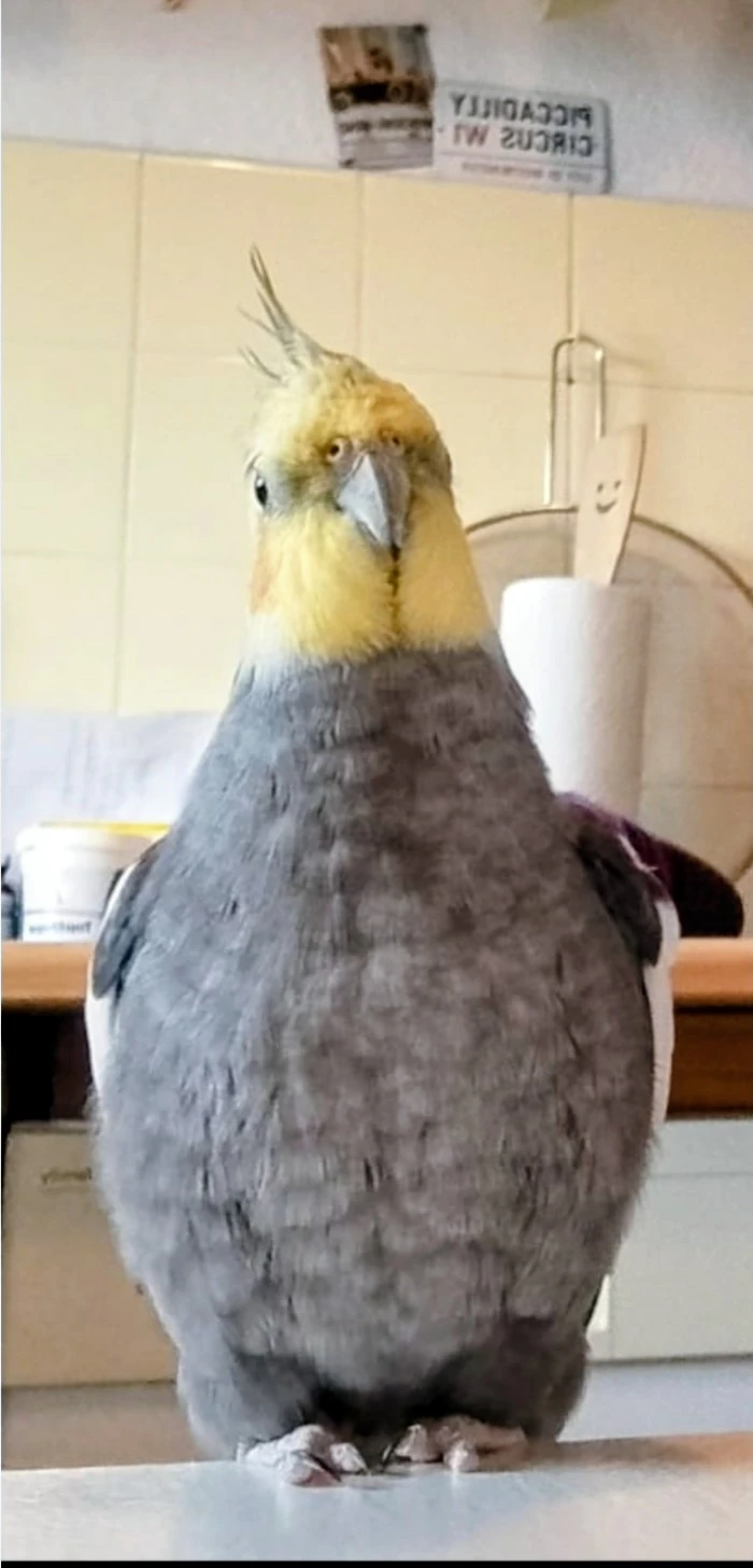 keine Beschreibung vorhanden