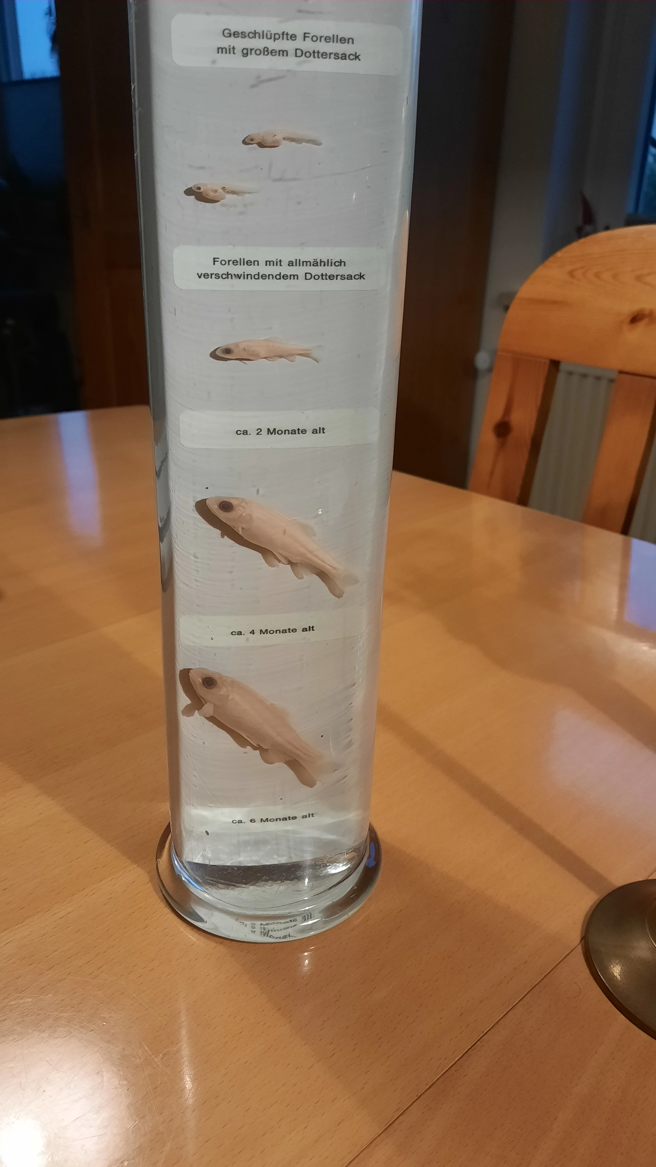 keine Beschreibung vorhanden