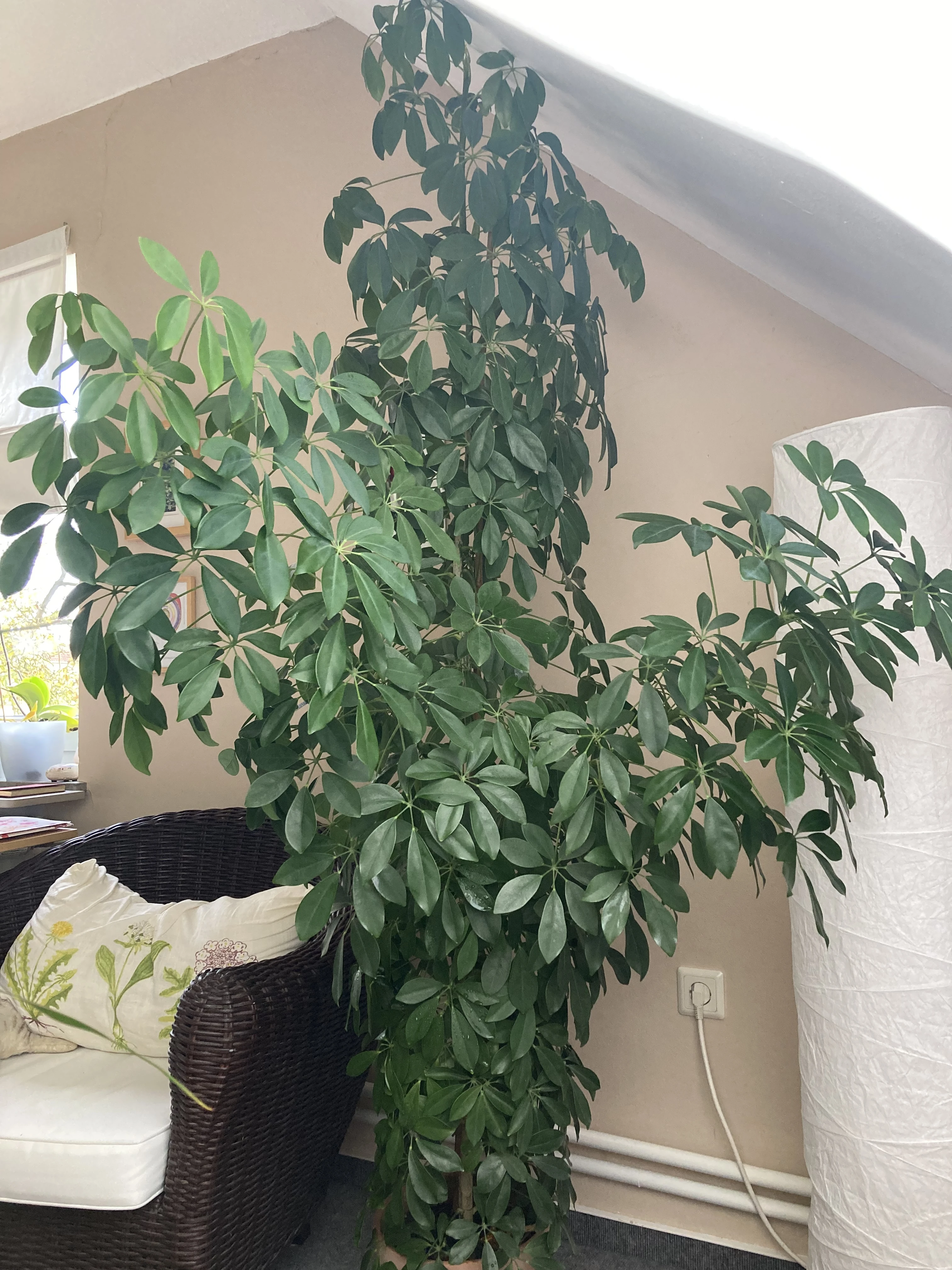 keine Beschreibung vorhanden