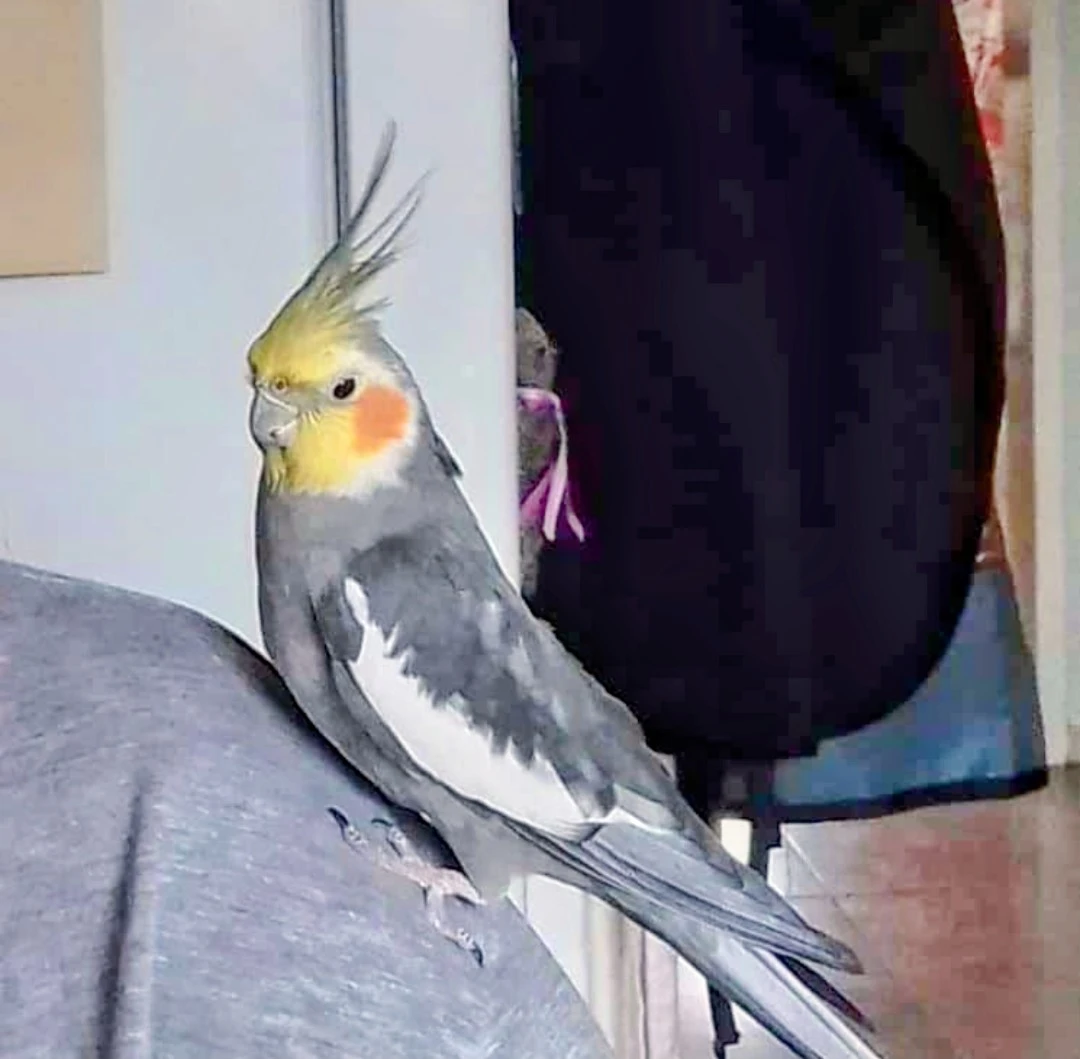 keine Beschreibung vorhanden