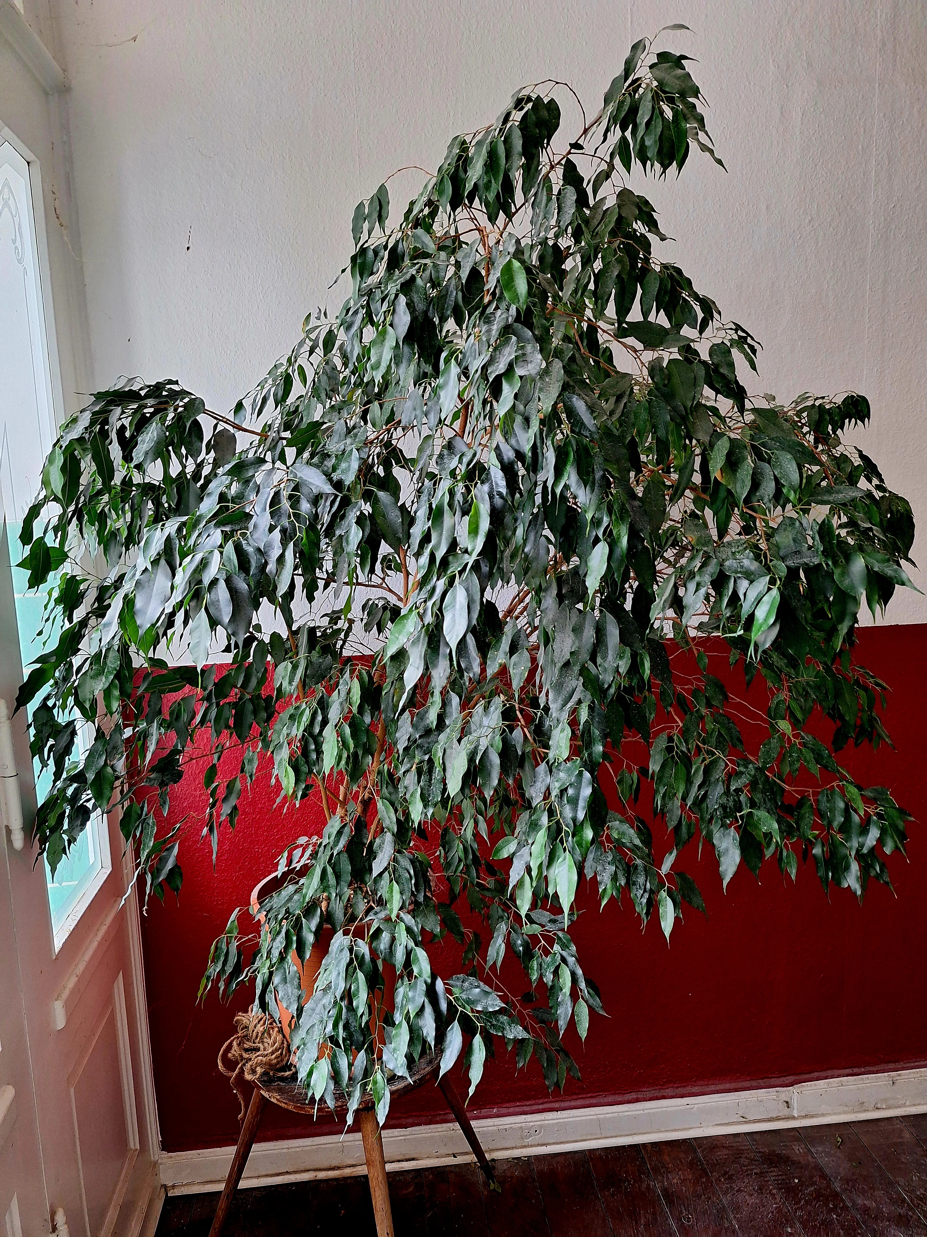 keine Beschreibung vorhanden